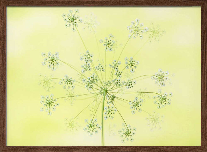 Delicate White Blooms - Floral Photographic Stretched Canvas Poster or Fine Art Print