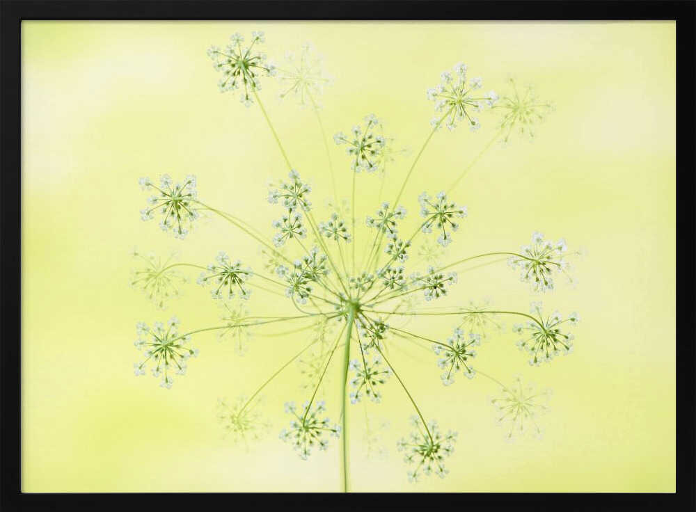 Delicate White Blooms - Floral Photographic Stretched Canvas Poster or Fine Art Print