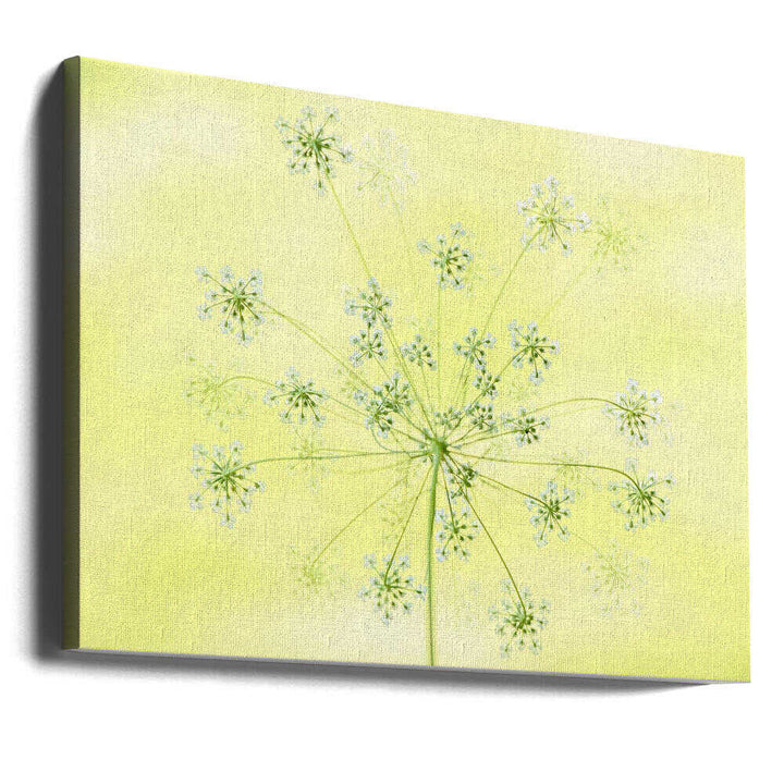Delicate White Blooms - Floral Photographic Stretched Canvas Poster or Fine Art Print