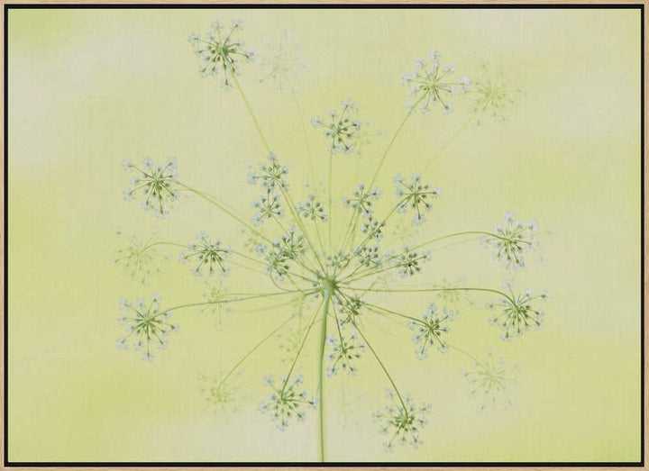 Delicate White Blooms - Floral Photographic Stretched Canvas Poster or Fine Art Print
