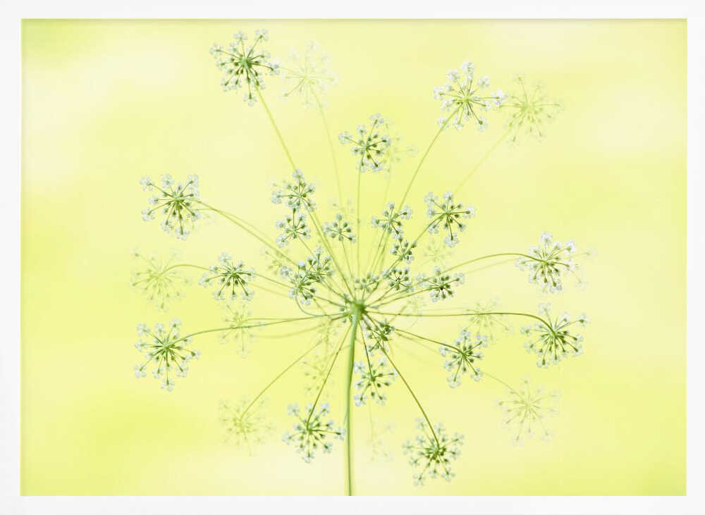 Delicate White Blooms - Floral Photographic Stretched Canvas Poster or Fine Art Print