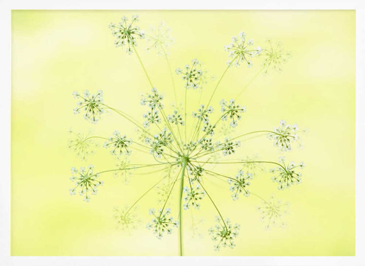 Delicate White Blooms - Floral Photographic Stretched Canvas Poster or Fine Art Print