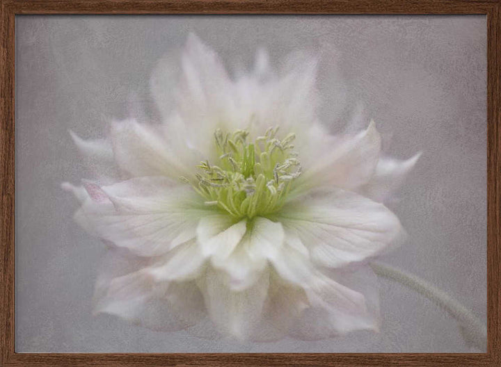 Delicate White Blossom - Floral Photographic Stretched Canvas Poster or Fine Art Print