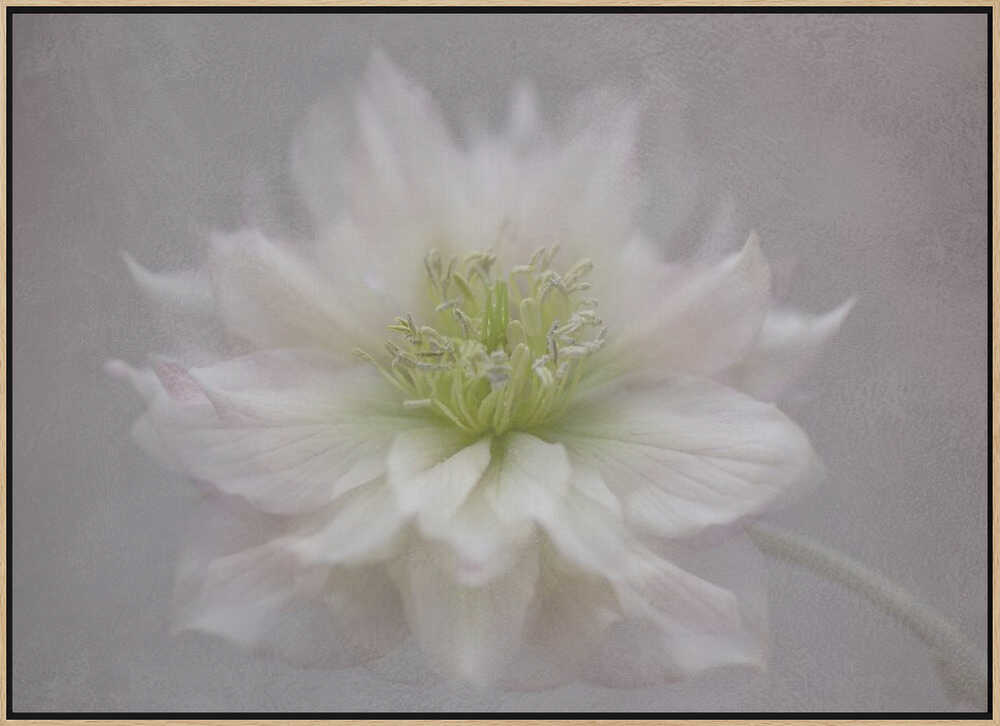 Delicate White Blossom - Floral Photographic Stretched Canvas Poster or Fine Art Print