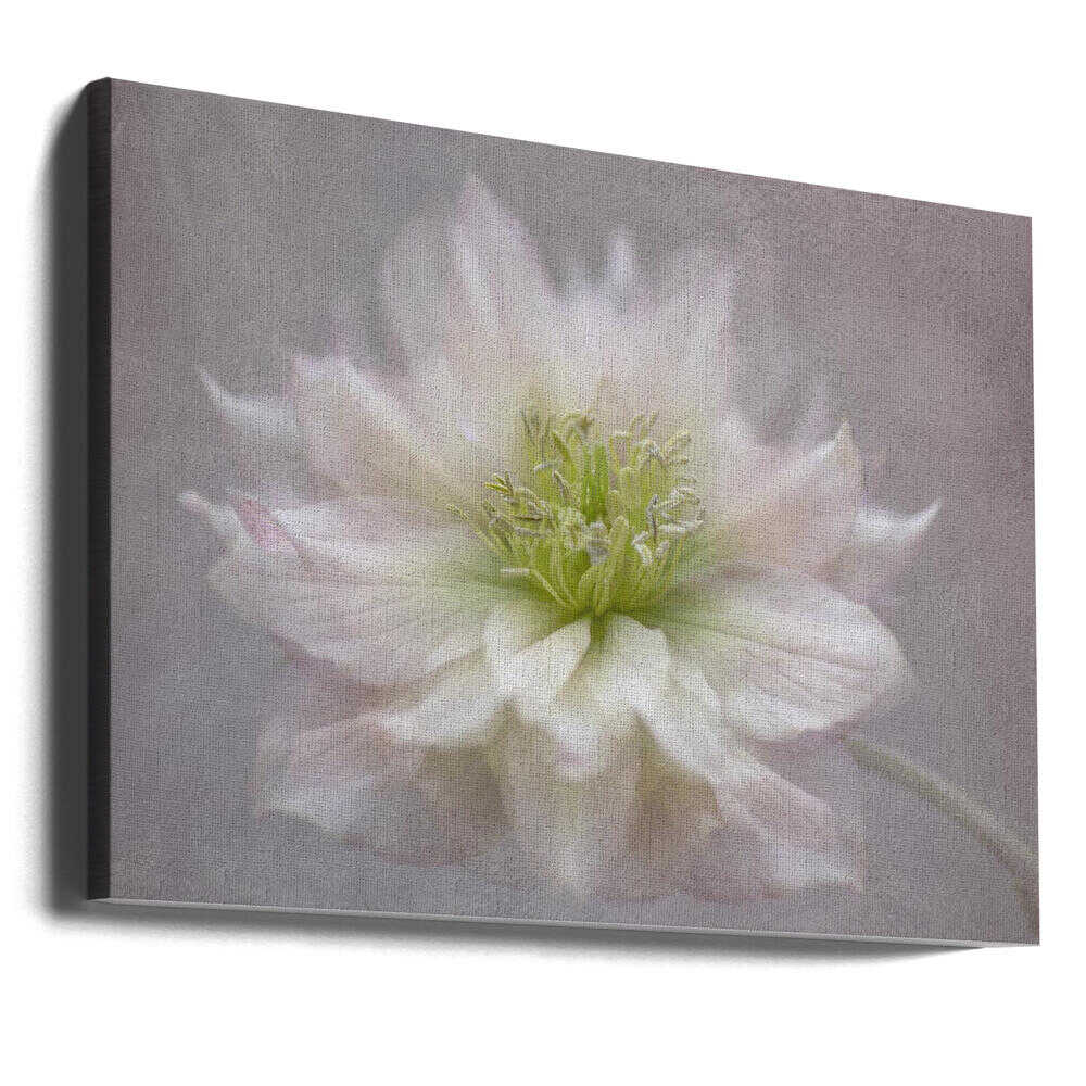 Delicate White Blossom - Floral Photographic Stretched Canvas Poster or Fine Art Print