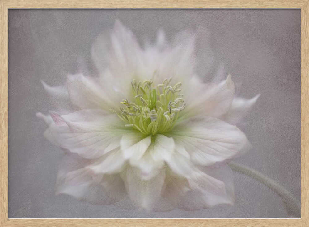 Delicate White Blossom - Floral Photographic Stretched Canvas Poster or Fine Art Print