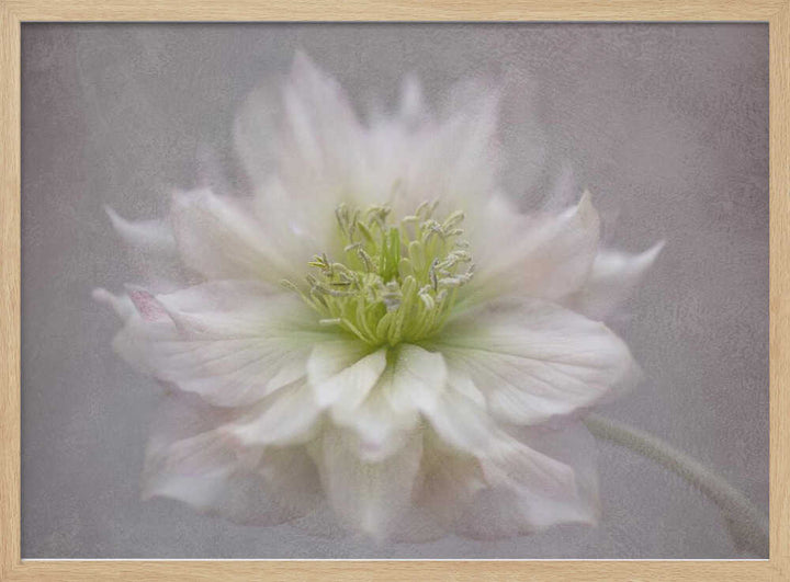 Delicate White Blossom - Floral Photographic Stretched Canvas Poster or Fine Art Print