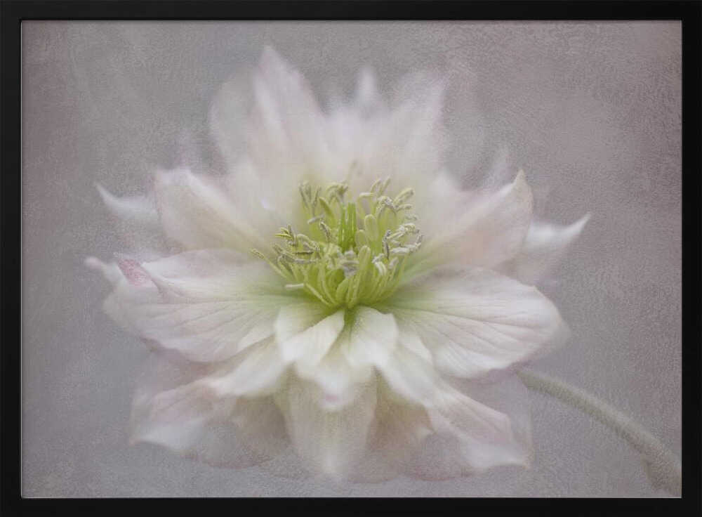 Delicate White Blossom - Floral Photographic Stretched Canvas Poster or Fine Art Print