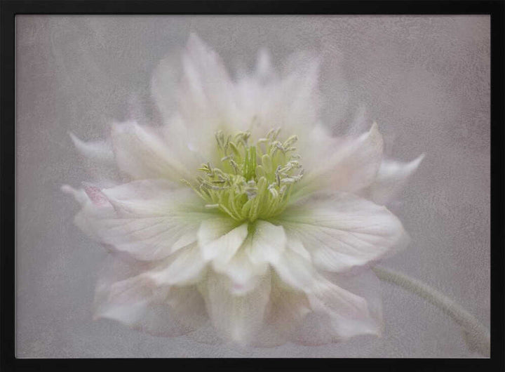 Delicate White Blossom - Floral Photographic Stretched Canvas Poster or Fine Art Print