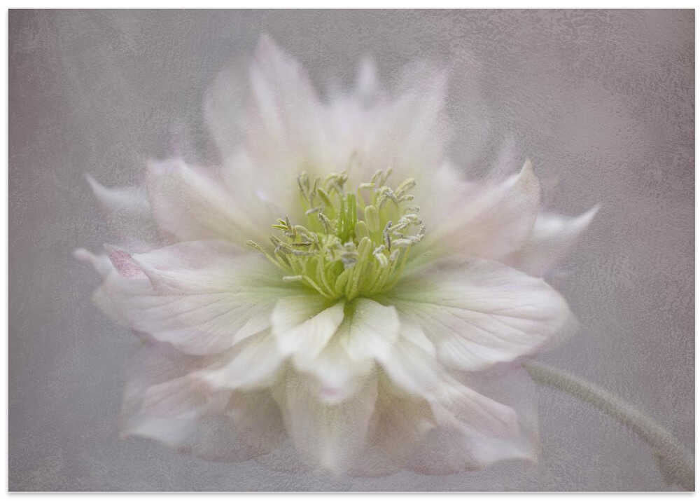 Delicate White Blossom - Floral Photographic Stretched Canvas Poster or Fine Art Print