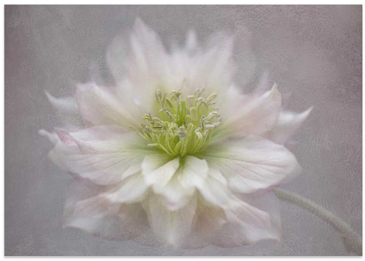 Delicate White Blossom - Floral Photographic Stretched Canvas Poster or Fine Art Print