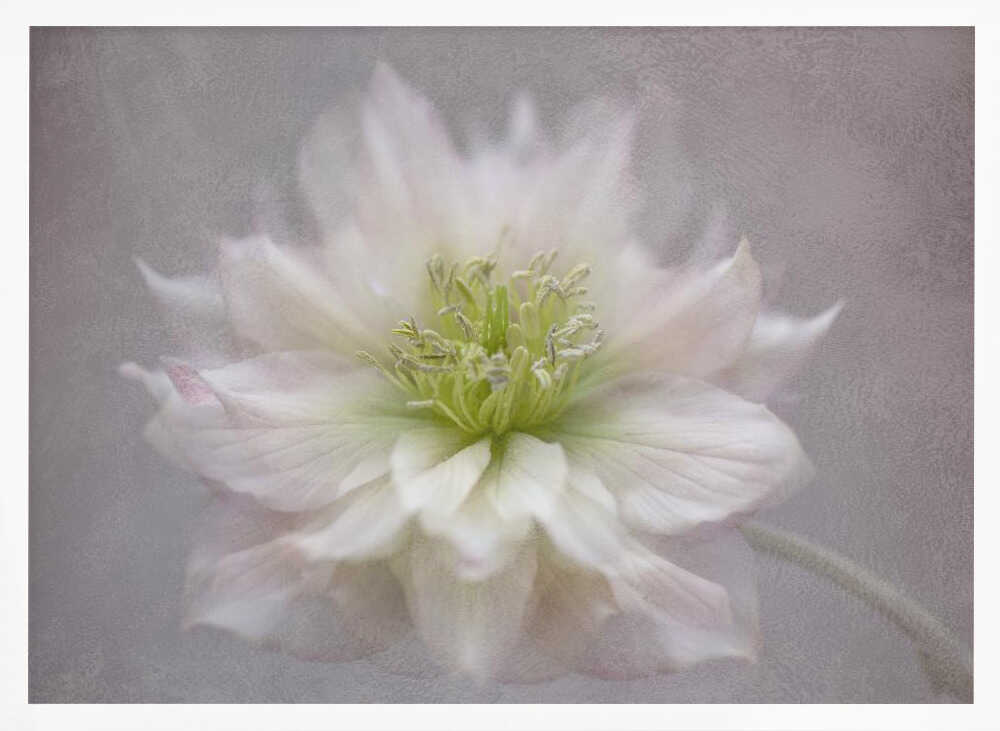 Delicate White Blossom - Floral Photographic Stretched Canvas Poster or Fine Art Print