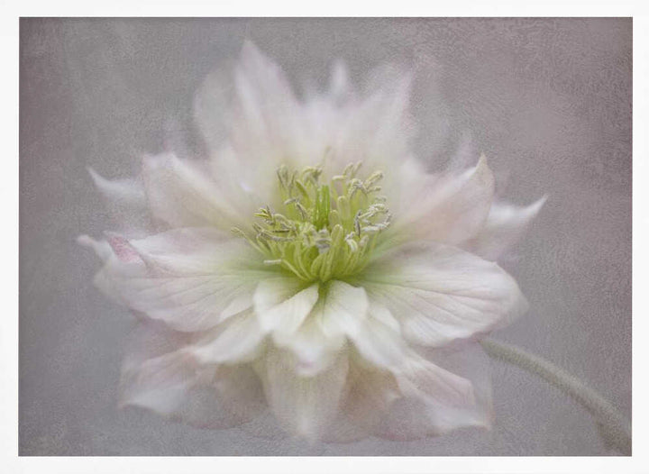 Delicate White Blossom - Floral Photographic Stretched Canvas Poster or Fine Art Print