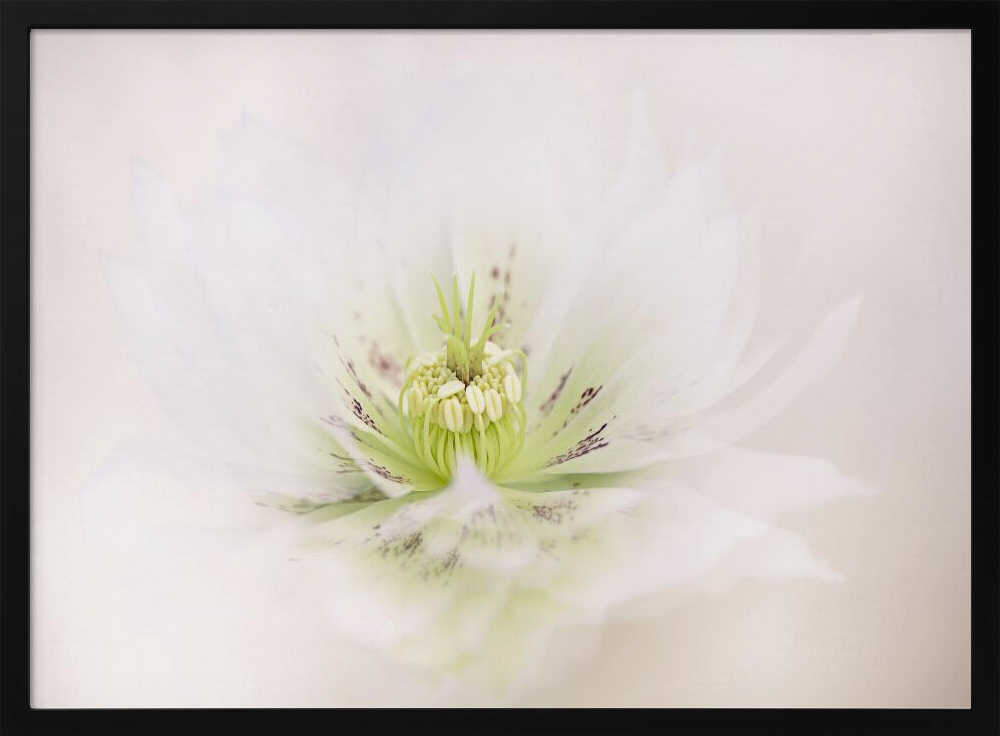 Delicate White Flower - Floral Photographic Stretched Canvas Poster or Fine Art Print