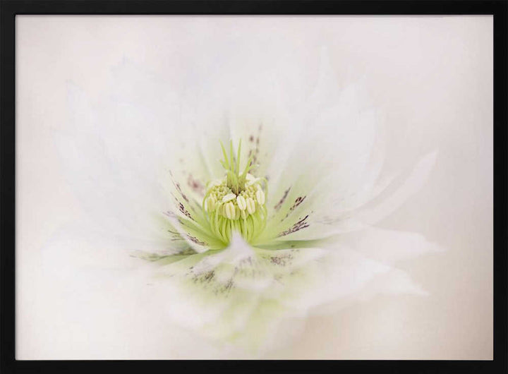 Delicate White Flower - Floral Photographic Stretched Canvas Poster or Fine Art Print