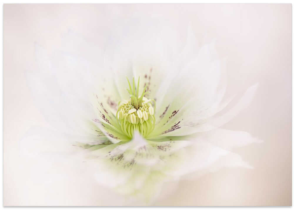 Delicate White Flower - Floral Photographic Stretched Canvas Poster or Fine Art Print