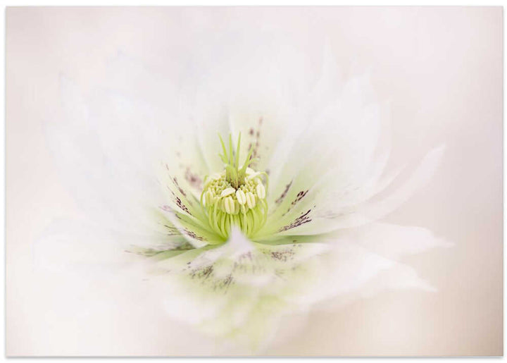 Delicate White Flower - Floral Photographic Stretched Canvas Poster or Fine Art Print