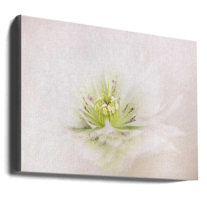 Delicate White Flower - Floral Photographic Stretched Canvas Poster or Fine Art Print