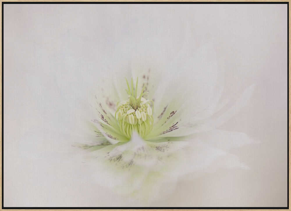Delicate White Flower - Floral Photographic Stretched Canvas Poster or Fine Art Print