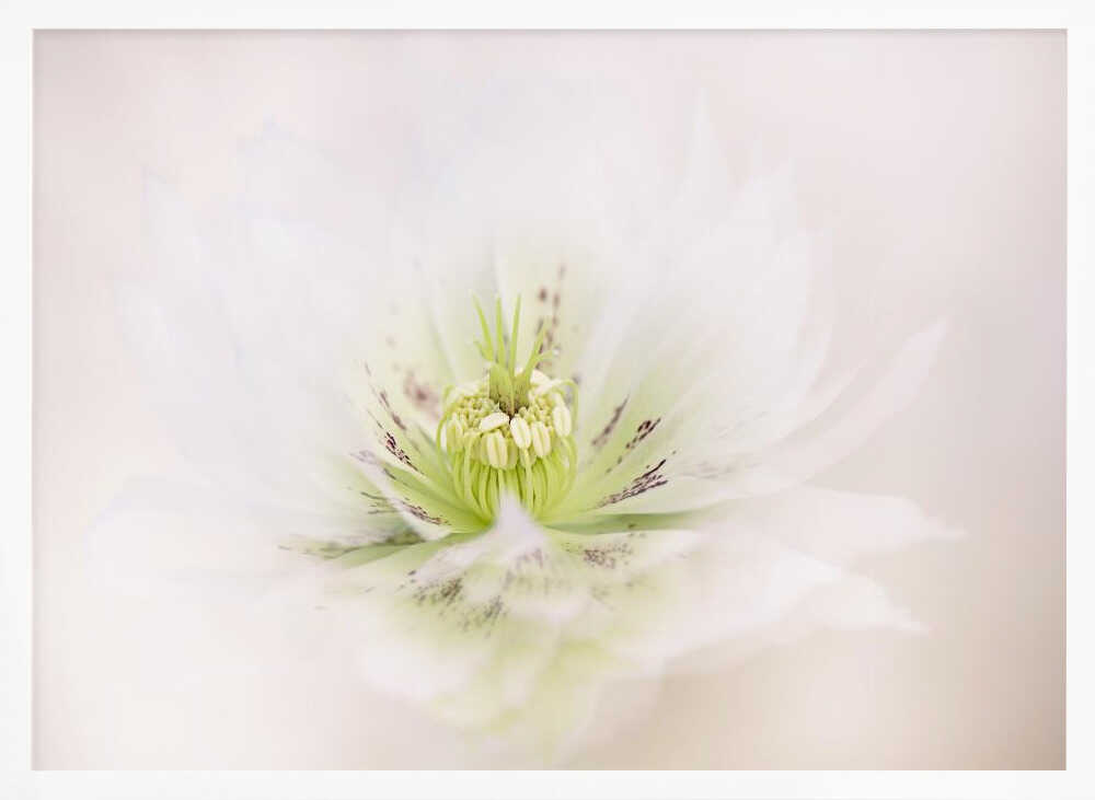 Delicate White Flower - Floral Photographic Stretched Canvas Poster or Fine Art Print
