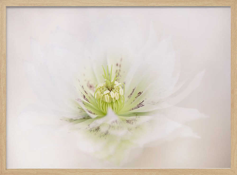 Delicate White Flower - Floral Photographic Stretched Canvas Poster or Fine Art Print