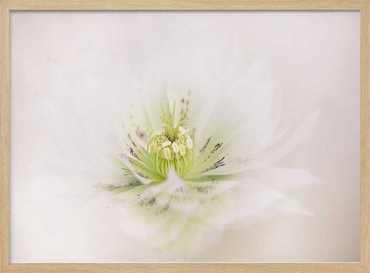 Delicate White Flower - Floral Photographic Stretched Canvas Poster or Fine Art Print