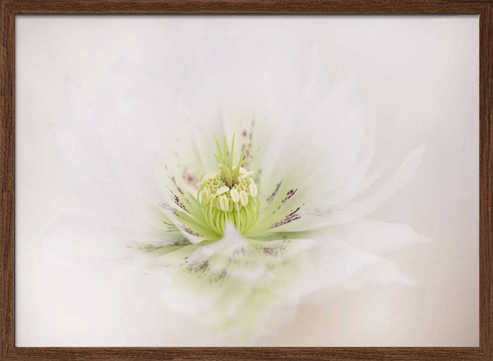 Delicate White Flower - Floral Photographic Stretched Canvas Poster or Fine Art Print