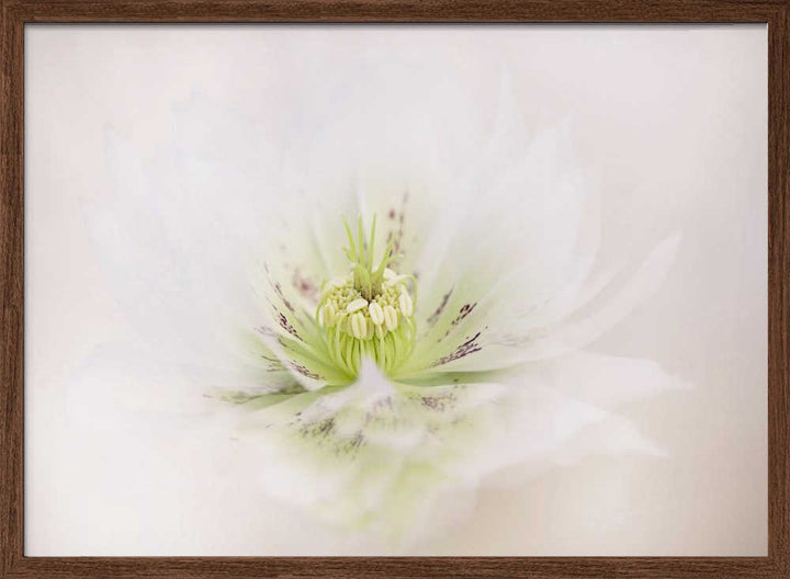 Delicate White Flower - Floral Photographic Stretched Canvas Poster or Fine Art Print