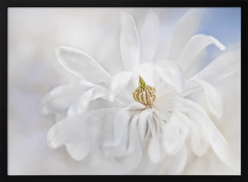 Delicate White Magnolia - Stretched Canvas Poster or Fine Art Print