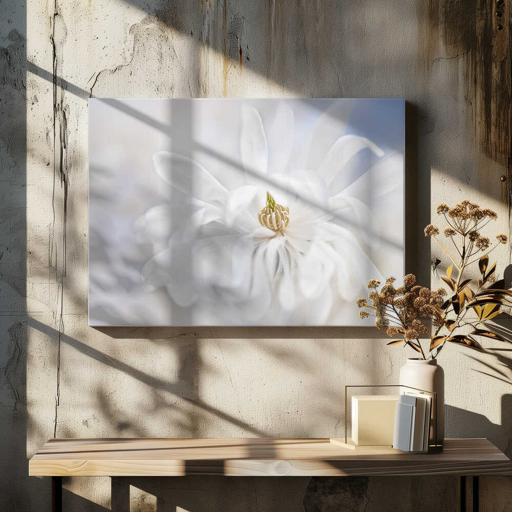 Delicate White Magnolia - Stretched Canvas Poster or Fine Art Print