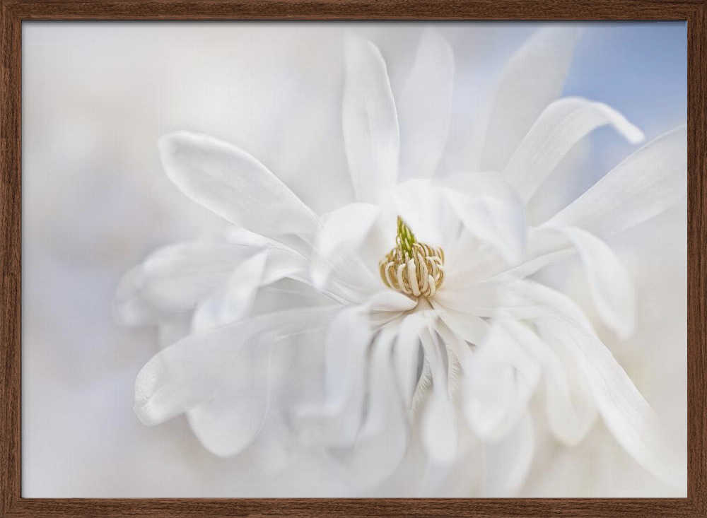 Delicate White Magnolia - Stretched Canvas Poster or Fine Art Print
