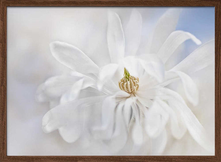 Delicate White Magnolia - Stretched Canvas Poster or Fine Art Print