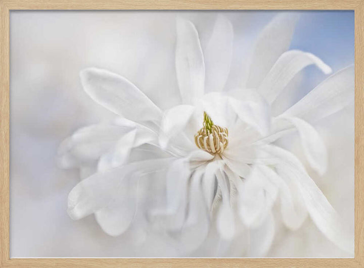 Delicate White Magnolia - Stretched Canvas Poster or Fine Art Print