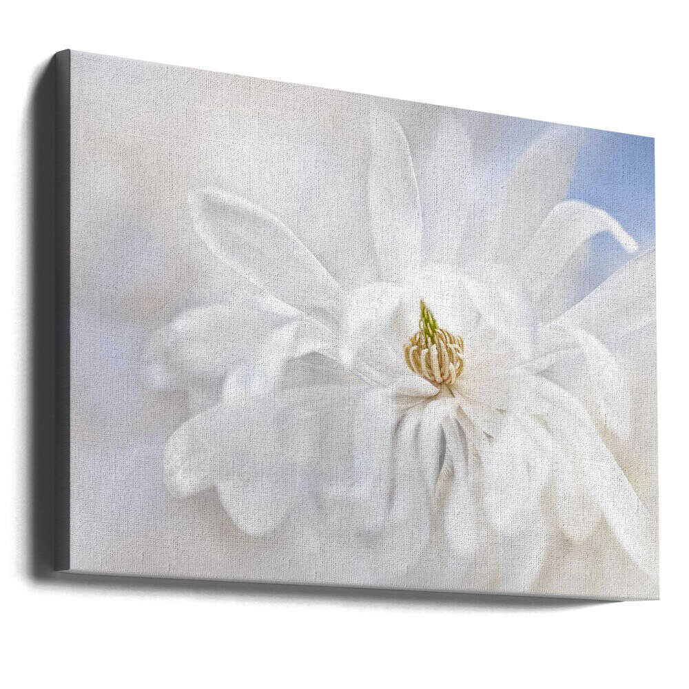 Delicate White Magnolia - Stretched Canvas Poster or Fine Art Print