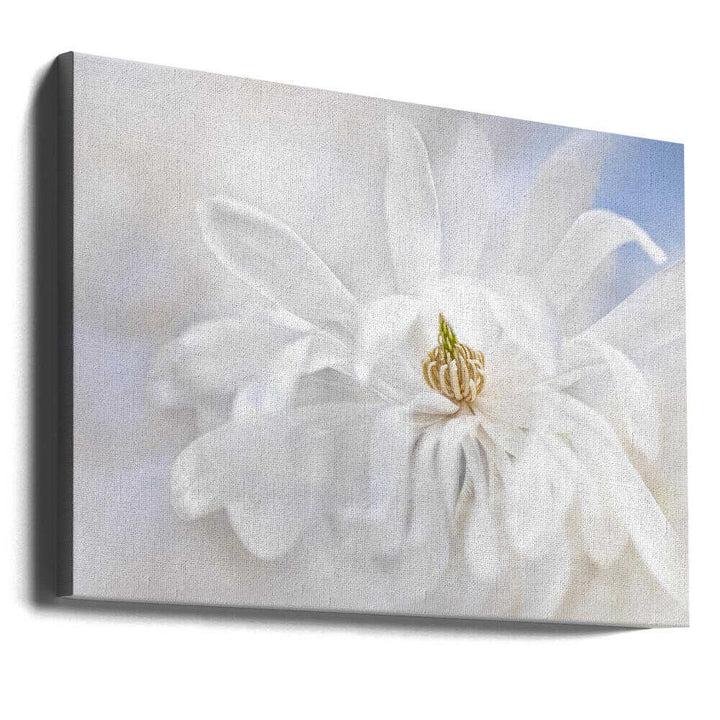 Delicate White Magnolia - Stretched Canvas Poster or Fine Art Print