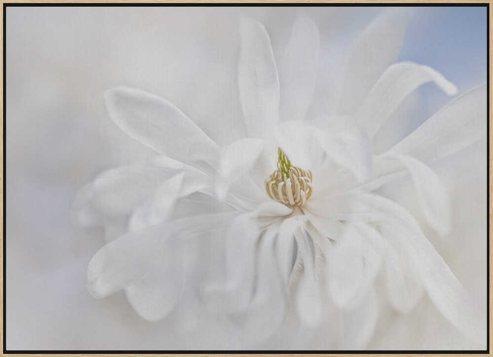 Delicate White Magnolia - Stretched Canvas Poster or Fine Art Print
