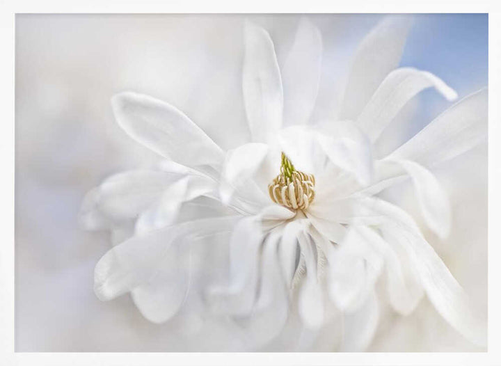 Delicate White Magnolia - Stretched Canvas Poster or Fine Art Print