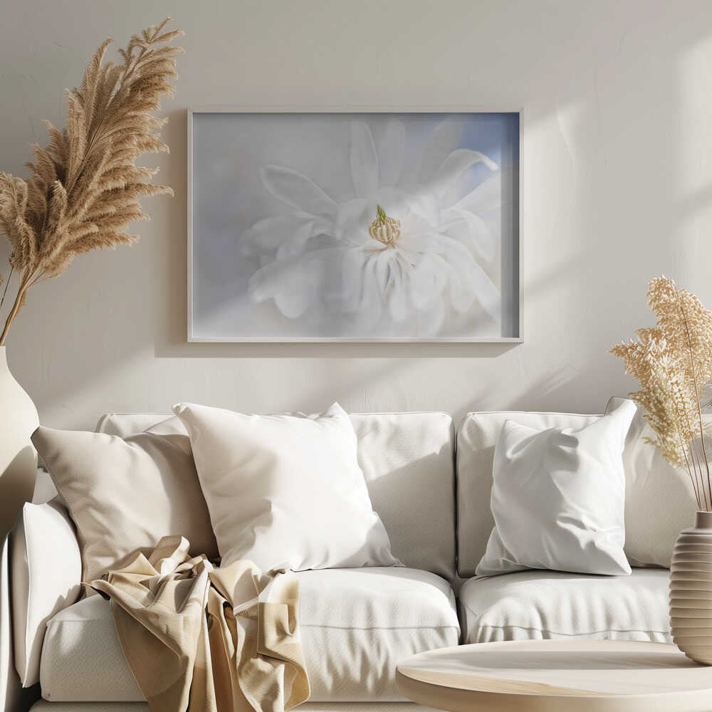 Delicate White Magnolia - Stretched Canvas Poster or Fine Art Print