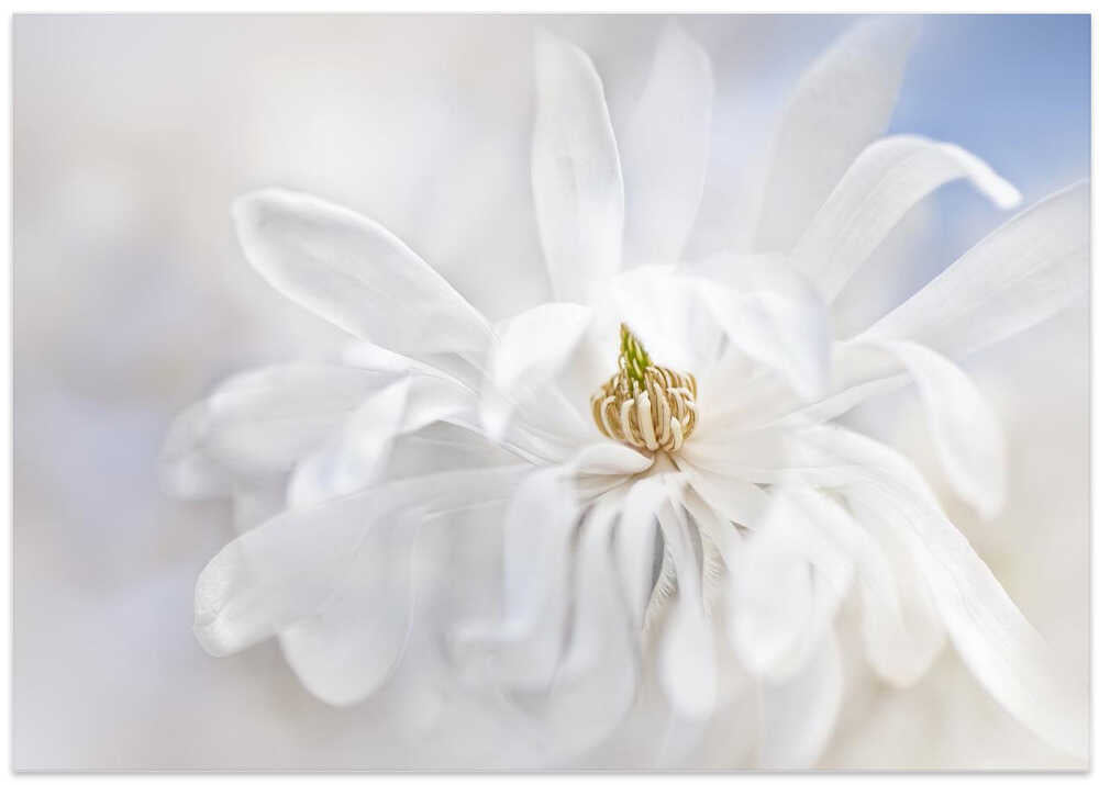 Delicate White Magnolia - Stretched Canvas Poster or Fine Art Print