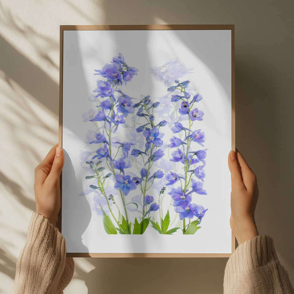 Delphinium - Floral Photographic Stretched Canvas Poster or Fine Art Print