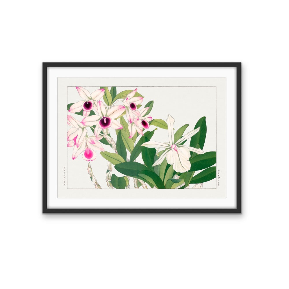 Dendobium Orchid- Vintage Woodblock Painting, Botanical Wall Art, Stretched Canvas Print I Heart Wall Art Australia