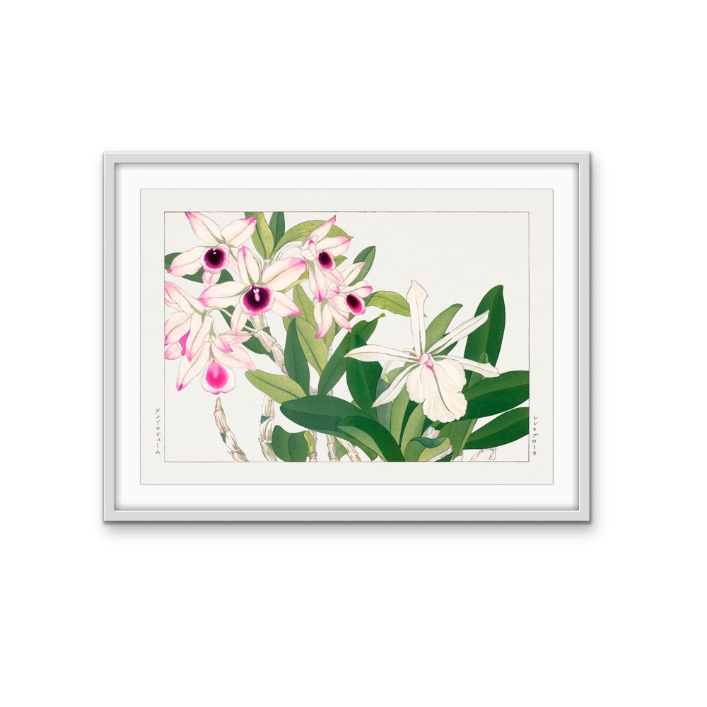 Dendobium Orchid- Vintage Woodblock Painting, Botanical Wall Art, Stretched Canvas Print I Heart Wall Art Australia