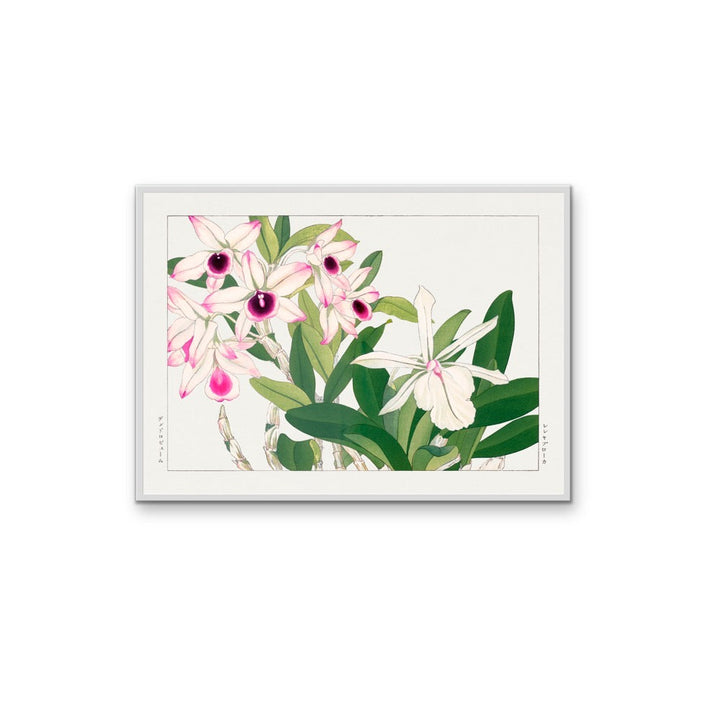 Dendobium Orchid- Vintage Woodblock Painting, Botanical Wall Art, Stretched Canvas Print I Heart Wall Art Australia