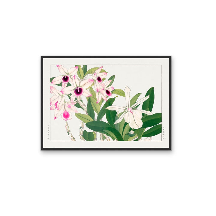 Dendobium Orchid- Vintage Woodblock Painting, Botanical Wall Art, Stretched Canvas Print I Heart Wall Art Australia