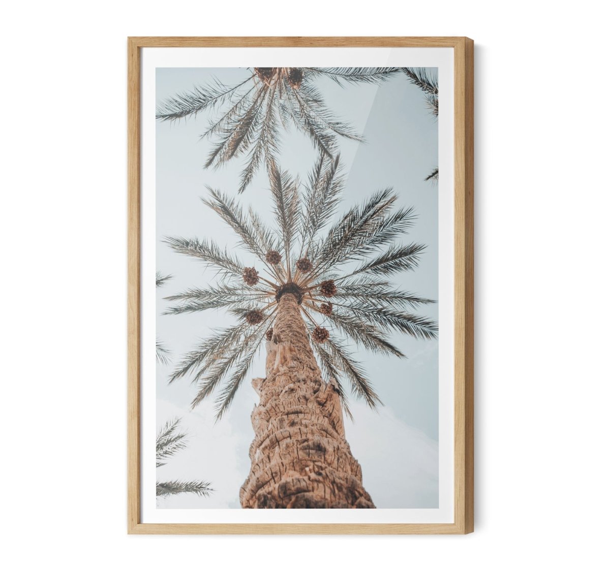 Desert Palms - Coastal Palm Photographic Art / Stretched Canvas Print - I Heart Wall Art - Poster Print, Canvas Print or Framed Art Print