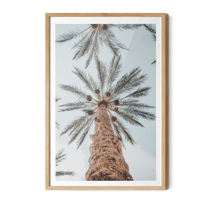 Desert Palms - Coastal Palm Photographic Art / Stretched Canvas Print - I Heart Wall Art - Poster Print, Canvas Print or Framed Art Print