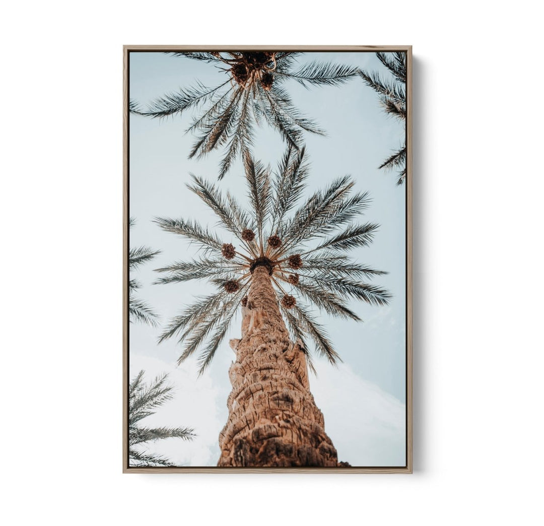 Desert Palms - Coastal Palm Photographic Art / Stretched Canvas Print - I Heart Wall Art - Poster Print, Canvas Print or Framed Art Print