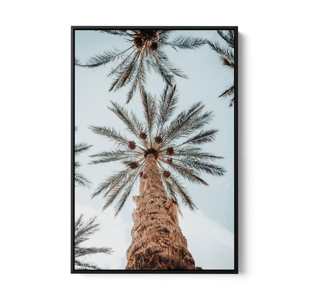 Desert Palms - Coastal Palm Photographic Art / Stretched Canvas Print - I Heart Wall Art - Poster Print, Canvas Print or Framed Art Print