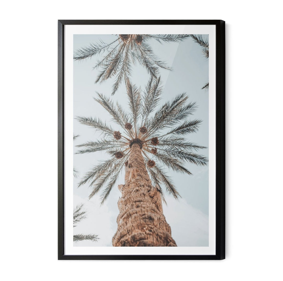 Desert Palms - Coastal Palm Photographic Art / Stretched Canvas Print - I Heart Wall Art - Poster Print, Canvas Print or Framed Art Print