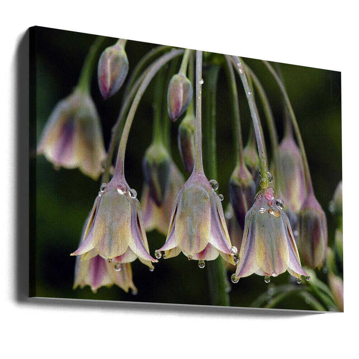 Dew Kissed Bells - Stretched Canvas Poster or Fine Art Print